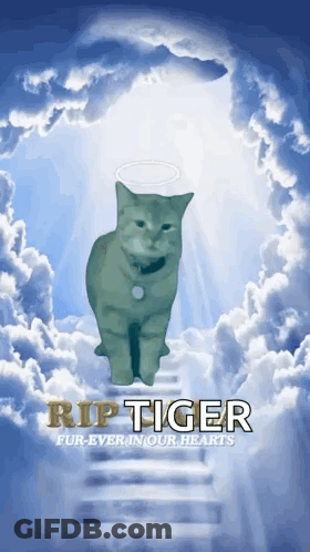 Cat In Clouds Rip Tiger GIF