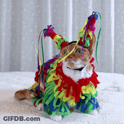 Cat In Colorful Costume With Ribbons GIF
