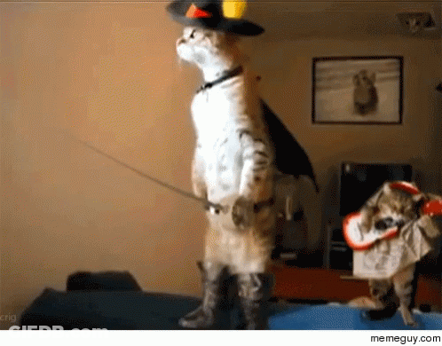 Cat In Cowboy Hat And Boots Next To Dog In Costume GIF