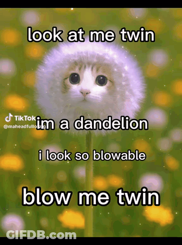 Cat In Dandelion Saying Look At Me Twin GIF