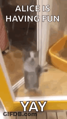 Cat In Doorway Saying Alice Is Having Fun Yay GIF