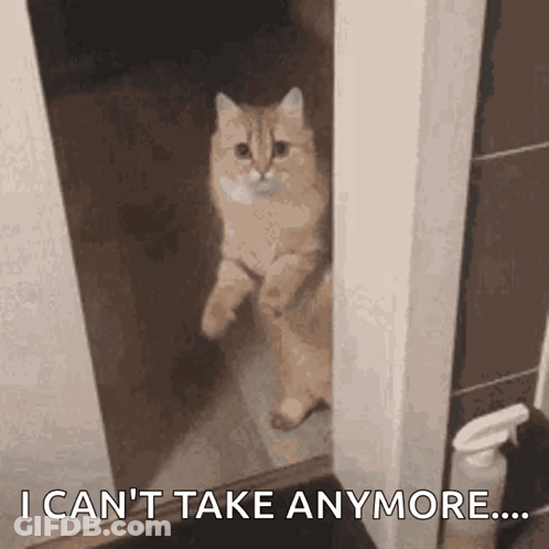 Cat In Doorway Saying I Can't Take Anymore GIF