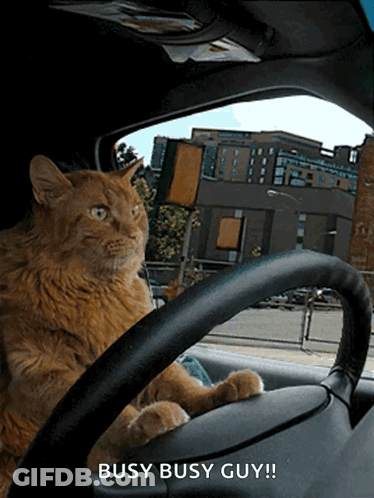Cat In Driver's Seat Saying Busy Busy Guy GIF