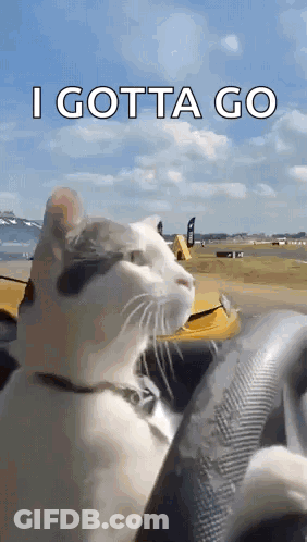 Cat In Driver Seat Saying I Gotta Go GIF