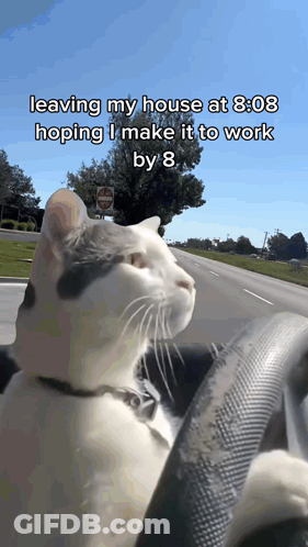Cat In Driver Seat Saying Leaving My House At 8:08 GIF