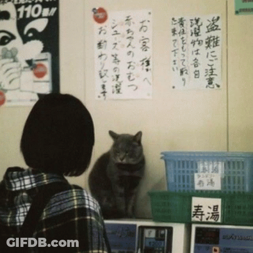 Cat In Front Of 110 Sign GIF