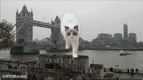 Cat In Front Of Bridge With Boat GIF