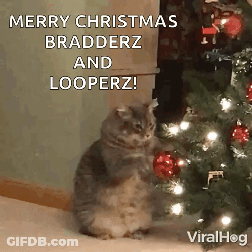 Cat In Front Of Christmas Tree Saying Merry Christmas Bradderz And Looperz GIF