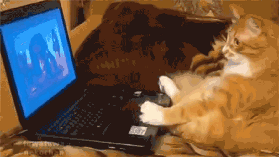 Cat In Front Of Laptop GIF