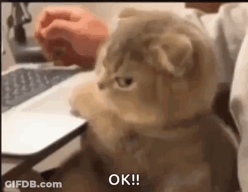 Cat In Front Of Laptop With Person Holding GIF
