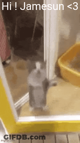 Cat In Front Of Yellow Door Saying Hi Jamesun < 3 GIF