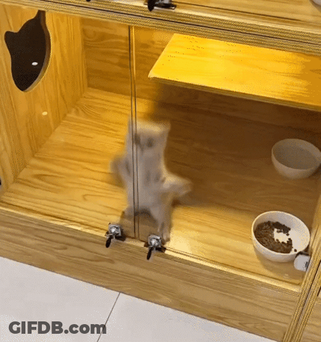 Cat In Glass Cabinet Next To Food Bowl GIF