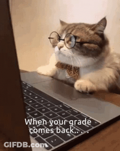 Cat In Glasses And Bow Tie Looking At Laptop GIF