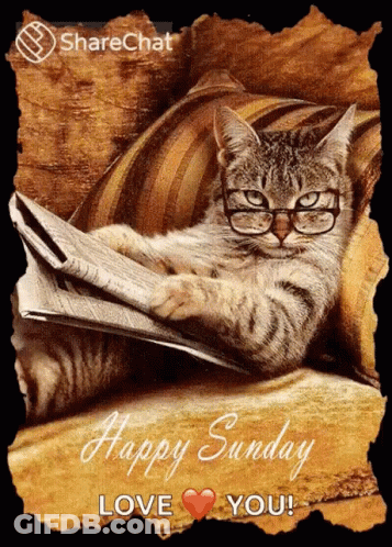 Cat In Glasses Laying On Couch Reading Newspaper Saying Happy Sunday Love You GIF
