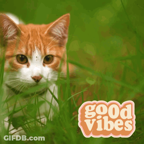 Cat In Grass Next To Good Vibes Sign GIF