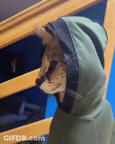 Cat In Green Hoodie Standing On Stairs GIF