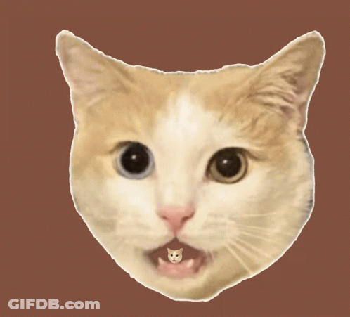 Cat In Green Sombrero And Collar Tag 'A GIF