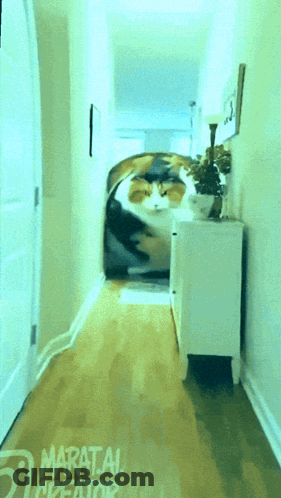 Cat In Hallway With Maratai Creator GIF