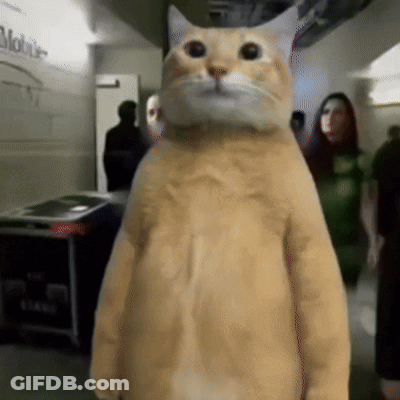 Cat In Hallway With Mobile Sign GIF