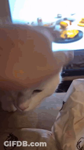 Cat In Hamburger Hat Looking At Table GIF