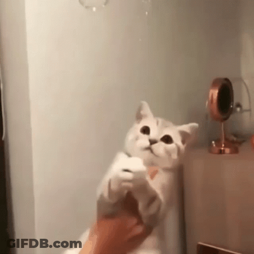 Cat In Hand Catching Bubbles GIF