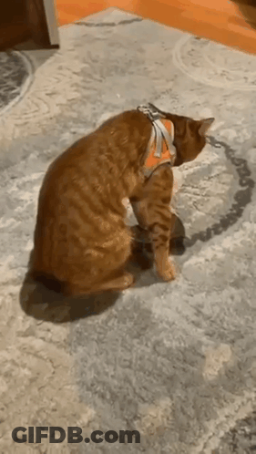 Cat In Harness Sitting On Carpet GIF
