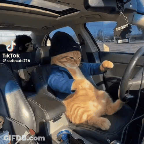 Cat In Hat And Blue Shirt Driving Car TikTok GIF