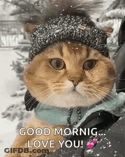 Cat In Hat And Scarf In Snow GIF