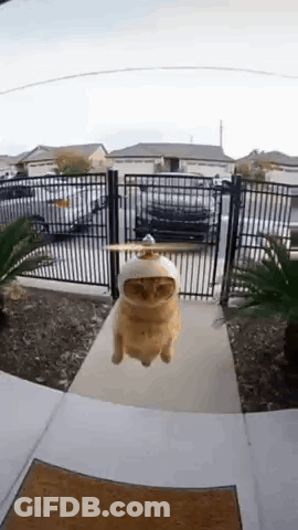 Cat In Hat Flying GIF