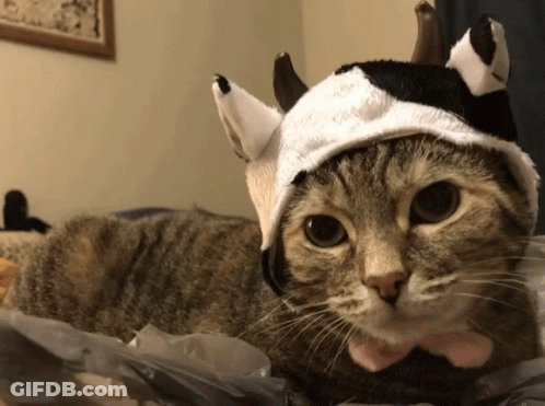 Cat In Hat With Horns And Bow Tie GIF