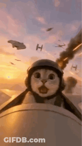 Cat In Helmet And Goggles Flying Plane GIF
