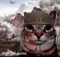 Cat In Helmet Looking At Camera Battlescene GIF
