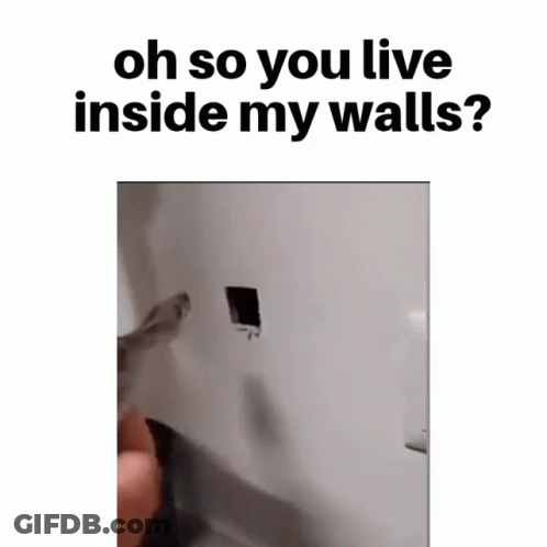 Cat In Hole Asking Oh So You Live Inside My Walls GIF