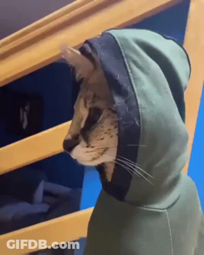 Cat In Hoodie On Staircase GIF