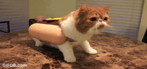 Cat In Hot Dog Costume GIF