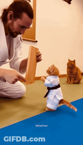 Cat In Karate Uniform Standing Next To Man GIF