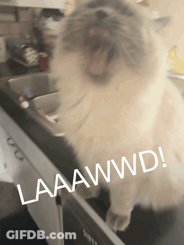 Cat In Kitchen Sink Saying Laaawwd GIF