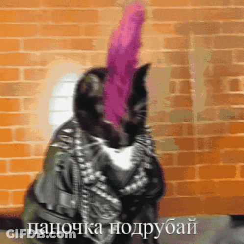 Cat In Leather Jacket And Pink Feather GIF