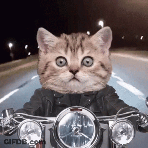 Cat In Leather Jacket Riding Motorcycle GIF