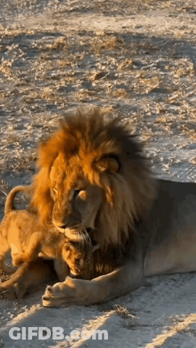 Cat In Lion Costume On Beach Saying You GIF
