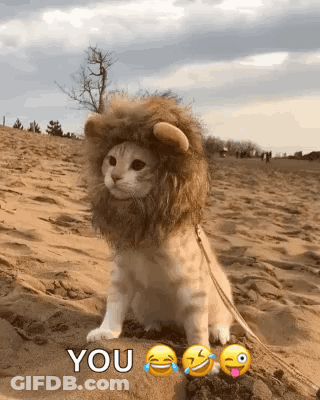 Cat In Lion Costume Saying You On Beach GIF