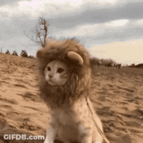 Cat In Lion Costume Sitting In Sand GIF