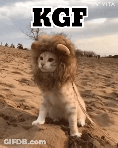 Cat In Lion Costume Sitting In Sand With KGF GIF