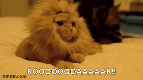 Cat In Lion Mane Lying Next To Another Cat GIF