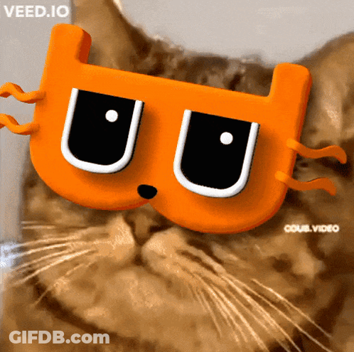 Cat In Mask Saying Veed.io GIF