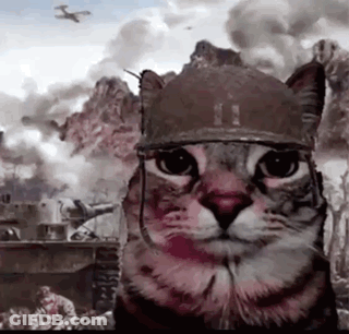 Cat In Military Helmet Looking At Camera GIF