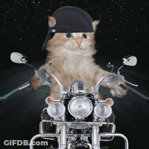 Cat In Motorcycle GIF