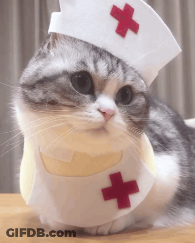 Cat In Nurse Hat And Red Cross Bib GIF
