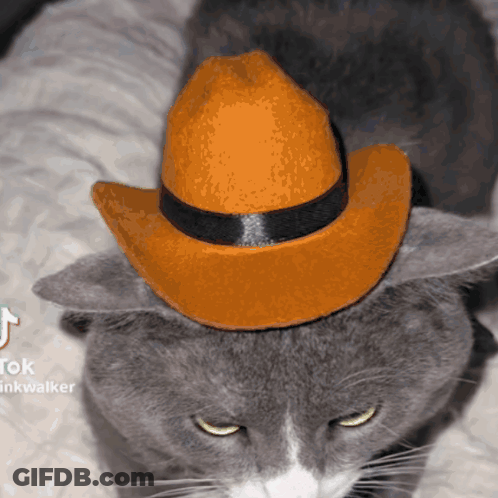 Cat In Orange Cowboy Hat Tiktok Walker GIF