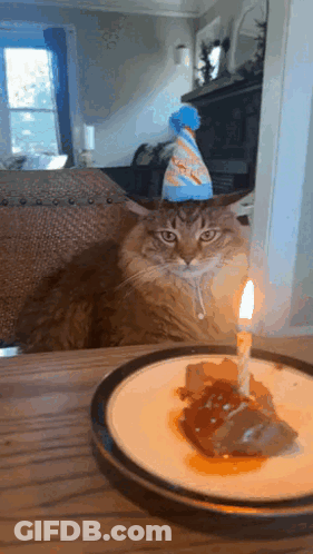 Cat In Party Hat Laying In Sink GIF
